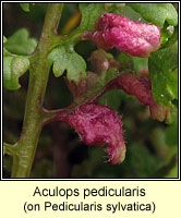 Aculops pedicularis