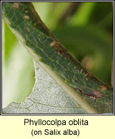 Phyllocolpa oblita