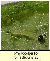 Phyllocolpa sp