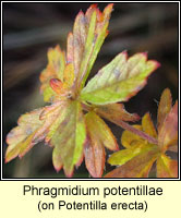 Phragmidium potentillae