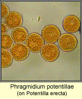 Phragmidium potentillae