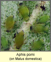 Aphis pomi