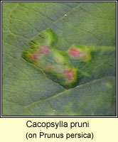 Cacopsylla pruni