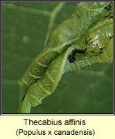Thecabius affinis