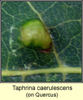 Taphrina caerulescens