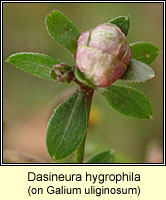 Dasineura hygrophila