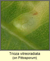 Trioza vitreoradiata
