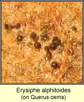 Erysiphe alphitoides