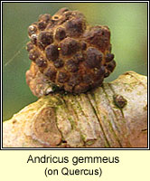 Andricus gemmeus