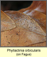 Phyllactinia orbicularis
