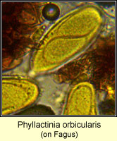Phyllactinia orbicularis
