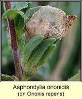 Asphondylia ononidis