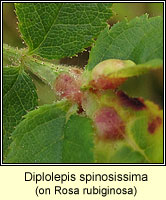 Diplolepis spinosissima