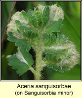 Aceria sanguisorbae
