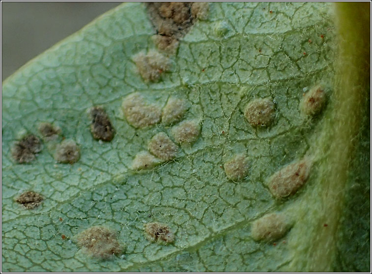 Galls - Eriophyes pyri