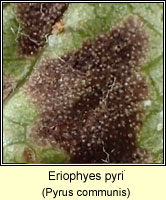 Eriophyes pyri
