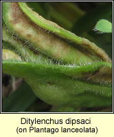 Ditylenchus dipsaci
