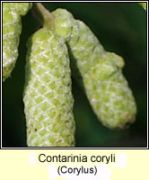 Contarinia coryli