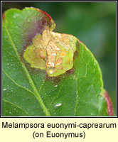 Melampsora euonymi-caprearum
