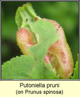 Putoniella pruni