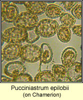 Pucciniastrum epilobii