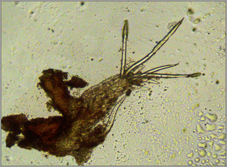 Phyllocoptruta coryli