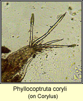Phyllocoptruta coryli
