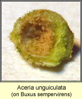 Aceria unguiculata