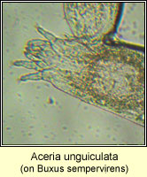 Aceria unguiculata