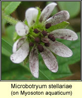 Microbotryum stellariae