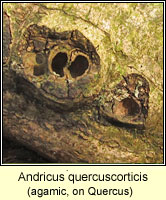 Andricus quercuscorticis, agamic