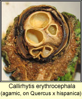 Callirhytis erythrocephala, agamic