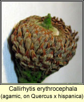 Callirhytis erythrocephala, agamic