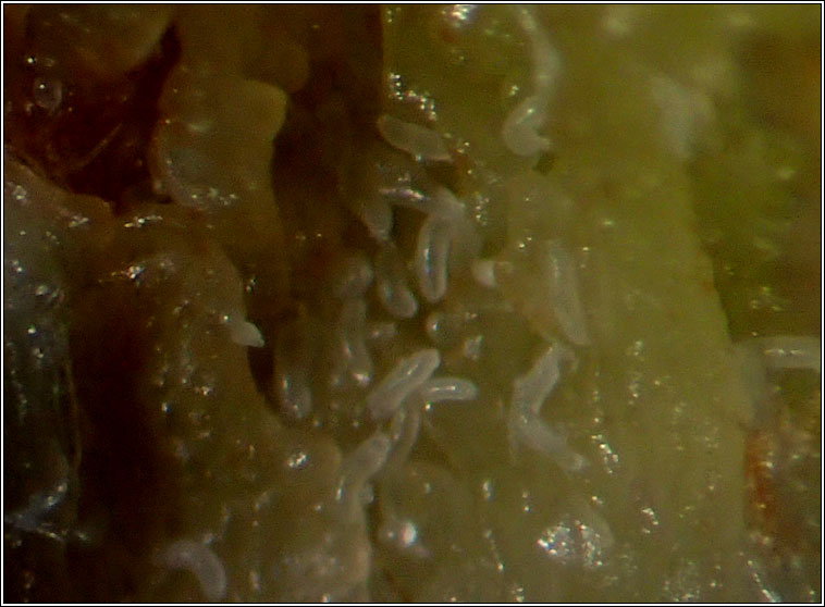 Phytoptus avellanae