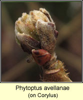 Phytoptus avellanae