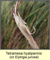 Tetramesa hyalipennis