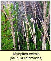 Myopites eximia
