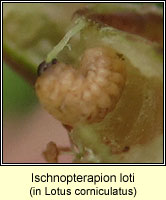 Ischnopterapion loti