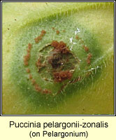 Puccinia pelargonii-zonalis