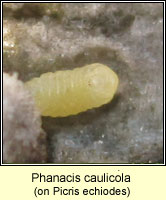 Phanacis caulicola