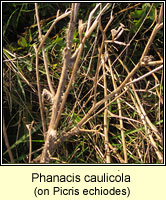 Phanacis caulicola