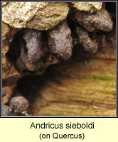 Andricus sieboldi