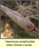 Hexomyza simplicoides