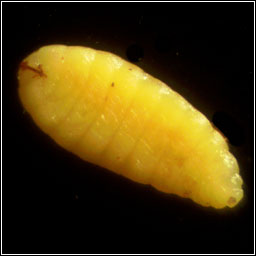 Rabdophaga albipennis