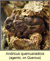 Andricus quercusradicis f agamic