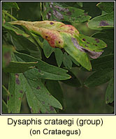 Dysaphis crataegi (group)