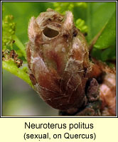 Neuroterus politus (sexual)