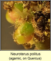 Neuroterus politus (agamic)