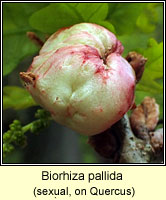 Biorhiza pallida (sexual)