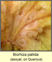 Biorhiza pallida (sexual)